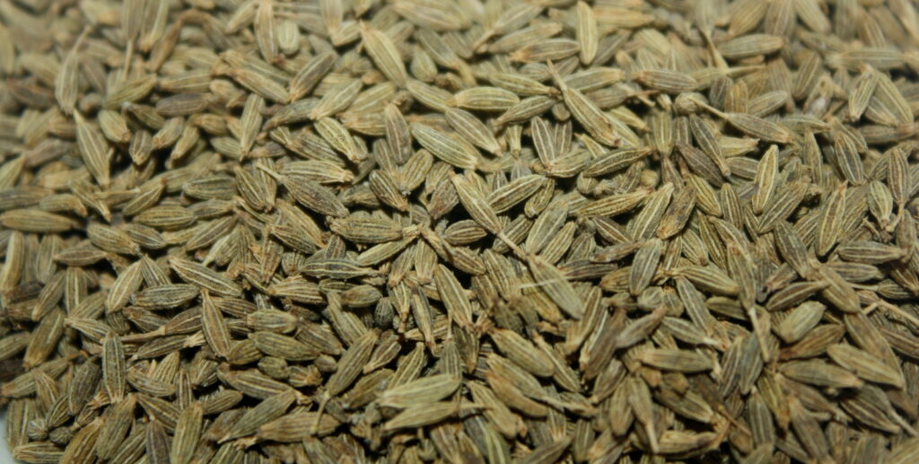cumin seeds exporter india